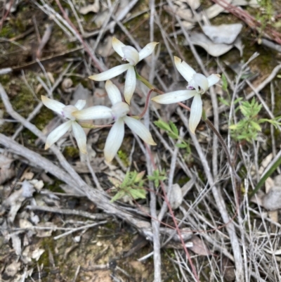 Caladenia ustulata (Brown Caps) at Black Mountain - 3 Oct 2021 by Jenny54