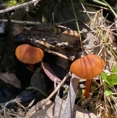 Unidentified Fungus at Jerrabomberra, NSW - 4 Oct 2021 by Steve_Bok