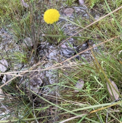 Craspedia variabilis (Common Billy Buttons) at Black Mountain - 3 Oct 2021 by Jenny54