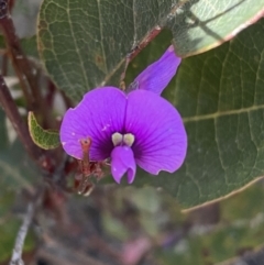 Hardenbergia violacea (False Sarsaparilla) at Jerrabomberra, NSW - 4 Oct 2021 by SteveBorkowskis