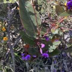 Hardenbergia violacea at Jerrabomberra, NSW - 4 Oct 2021