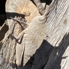 Goniaea australasiae (Gumleaf grasshopper) at Jerrabomberra, NSW - 4 Oct 2021 by Steve_Bok