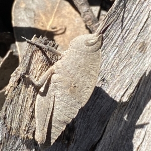 Goniaea australasiae at Jerrabomberra, NSW - 4 Oct 2021 11:27 AM