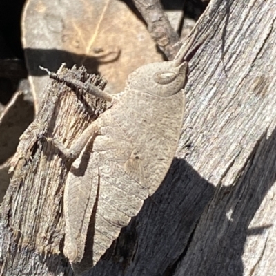 Goniaea australasiae (Gumleaf grasshopper) at Jerrabomberra, NSW - 4 Oct 2021 by SteveBorkowskis