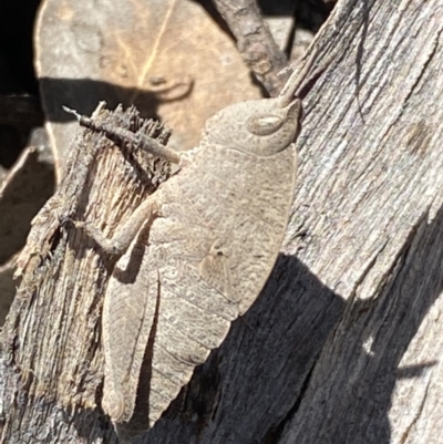 Goniaea australasiae (Gumleaf grasshopper) at Jerrabomberra, NSW - 4 Oct 2021 by Steve_Bok