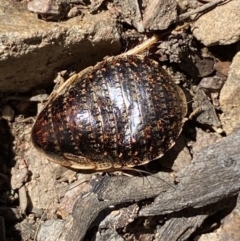 Calolampra sp. (genus) (Bark cockroach) at QPRC LGA - 4 Oct 2021 by Steve_Bok