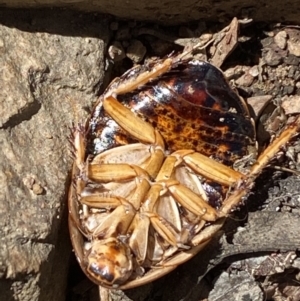 Calolampra sp. (genus) at Jerrabomberra, NSW - 4 Oct 2021