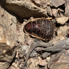 Calolampra sp. (genus) at Jerrabomberra, NSW - 4 Oct 2021