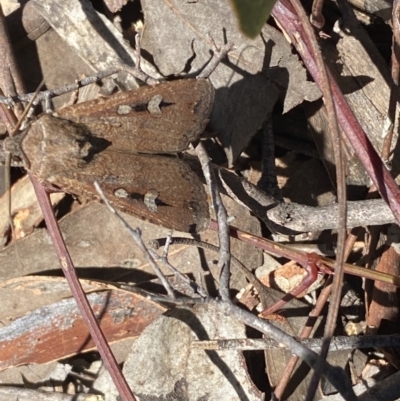 Agrotis infusa (Bogong Moth, Common Cutworm) at Jerrabomberra, NSW - 4 Oct 2021 by SteveBorkowskis