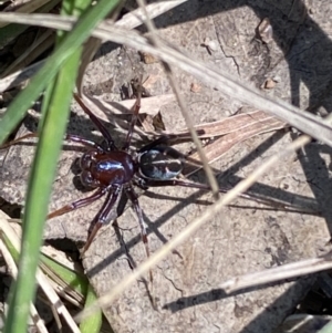 Habronestes sp. (genus) at Jerrabomberra, NSW - 4 Oct 2021