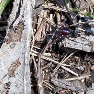 Habronestes sp. (genus) at Jerrabomberra, NSW - 4 Oct 2021