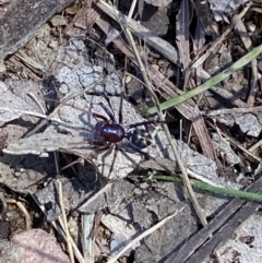 Habronestes sp. (genus) at Jerrabomberra, NSW - 4 Oct 2021