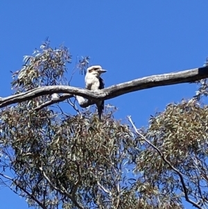 Dacelo novaeguineae at Jerrabomberra, NSW - 4 Oct 2021