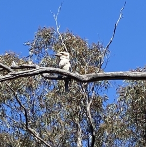 Dacelo novaeguineae at Jerrabomberra, NSW - 4 Oct 2021