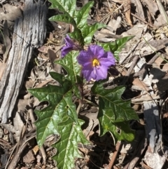 Solanum cinereum (Narrawa Burr) at Jerrabomberra, NSW - 4 Oct 2021 by Steve_Bok