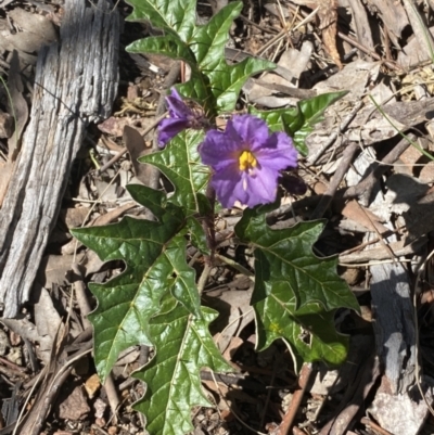 Solanum cinereum (Narrawa Burr) at Jerrabomberra, NSW - 4 Oct 2021 by SteveBorkowskis