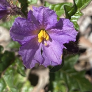 Solanum cinereum at Jerrabomberra, NSW - 4 Oct 2021 11:39 AM