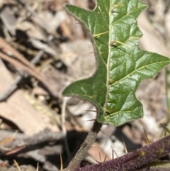 Solanum cinereum at Jerrabomberra, NSW - 4 Oct 2021