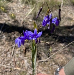 Stypandra glauca (Nodding Blue Lily) at Watson, ACT - 4 Oct 2021 by Jenny54