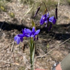 Stypandra glauca (Nodding Blue Lily) at Black Mountain - 4 Oct 2021 by Jenny54
