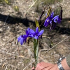 Stypandra glauca at Watson, ACT - 4 Oct 2021