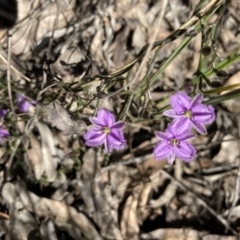 Thysanotus patersonii (Twining Fringe Lily) at Black Mountain - 4 Oct 2021 by Jenny54
