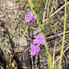 Thysanotus patersonii at Bruce, ACT - 4 Oct 2021