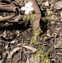 Drosera (genus) (A Sundew) at Aranda, ACT - 4 Oct 2021 by Jenny54