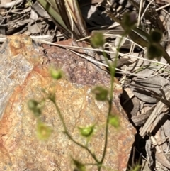 Drosera sp. at Aranda, ACT - 4 Oct 2021