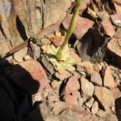 Oligochaetochilus hamatus (Southern Hooked Rustyhood) at Carwoola, NSW - 4 Oct 2021 by Liam.m