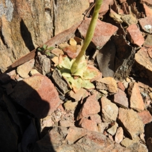 Oligochaetochilus hamatus at Carwoola, NSW - 4 Oct 2021