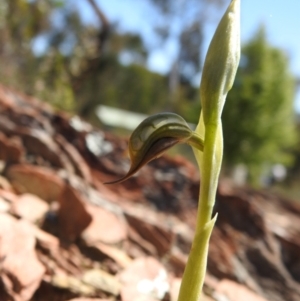 Oligochaetochilus hamatus at Carwoola, NSW - 4 Oct 2021