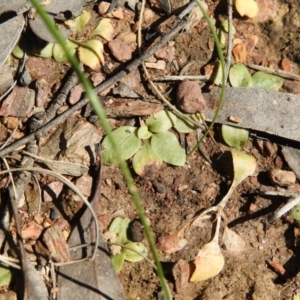 Pterostylidinae (greenhood alliance) at Carwoola, NSW - suppressed