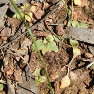 Pterostylidinae (greenhood alliance) (A Greenhood) at Carwoola, NSW - 4 Oct 2021 by Liam.m