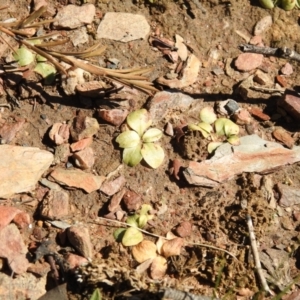 Pterostylidinae (greenhood alliance) at Carwoola, NSW - suppressed