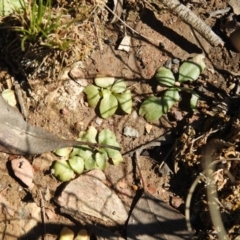 Pterostylidinae (greenhood alliance) at Carwoola, NSW - suppressed