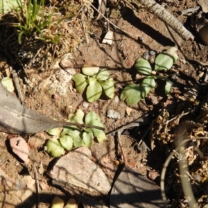 Pterostylidinae (greenhood alliance) at Carwoola, NSW - 4 Oct 2021