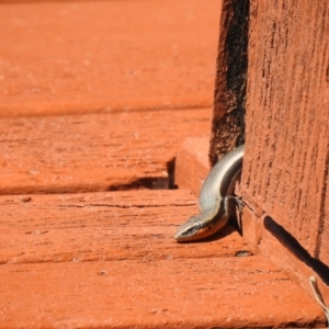 Acritoscincus platynotus at Carwoola, NSW - suppressed