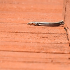 Acritoscincus platynotus at Carwoola, NSW - suppressed