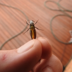 Cryptobothrus chrysophorus (Golden Bandwing) at QPRC LGA - 2 Oct 2021 by Liam.m