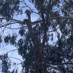 Callocephalon fimbriatum (Gang-gang Cockatoo) at Sullivans Creek, Lyneham South - 3 Oct 2021 by KazzaC