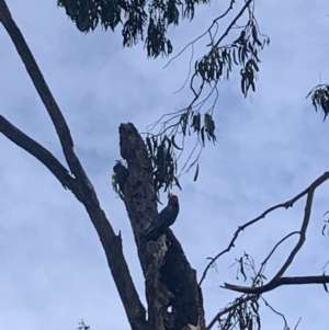 Callocephalon fimbriatum at Lyneham, ACT - suppressed