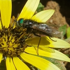 Tabanidae (family) (Unidentified march or horse fly) at Molonglo Valley, ACT - 4 Oct 2021 by LD12