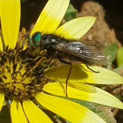 Tabanidae (family) (Unidentified march or horse fly) at Molonglo River Reserve - 4 Oct 2021 by LD12