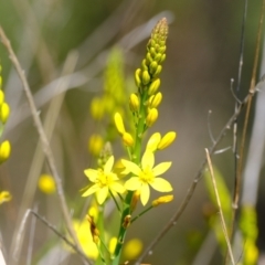 Bulbine glauca (Rock Lily) at Stromlo, ACT - 4 Oct 2021 by Kurt
