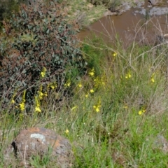 Bulbine glauca at Stromlo, ACT - 4 Oct 2021