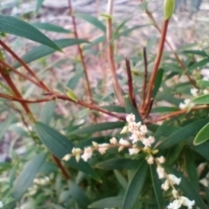 Leucopogon affinis at Corang, NSW - 17 Sep 2021