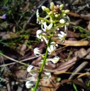 Stackhousia monogyna at Corang, NSW - 4 Oct 2021