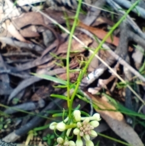 Stackhousia monogyna at Corang, NSW - 4 Oct 2021