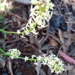 Stackhousia monogyna (Creamy Candles) at Corang, NSW - 4 Oct 2021 by LeonieWood